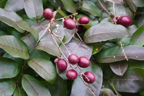 Red longan fruit with bright reddish skin Stock-Fotos