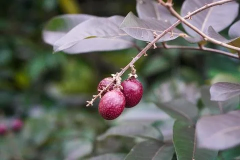 Red longan fruit with bright reddish skin Stock-Fotos