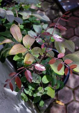 THE RED LONGAN TREE Stock Photos