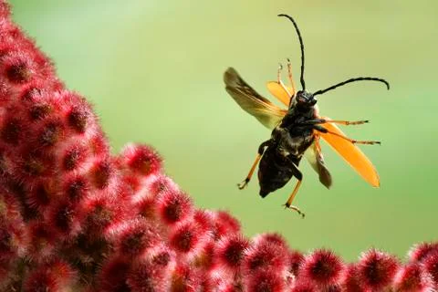 Red longhorn beetle Stictoleptura rubra female in flight on a female Stock Photos