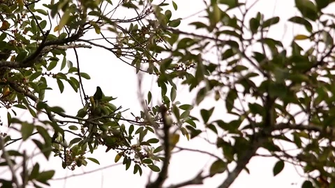 Red-lored amazon feeding in the branchs Stock-Footage 139101355