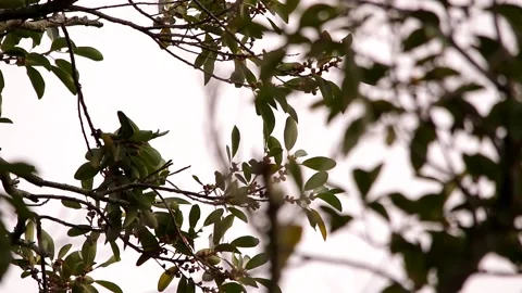 Red-lored amazon feeding in a tree foliage Stock-Footage 139101387