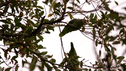 Red-lored amazon feeding in a tree Video stock 139101393