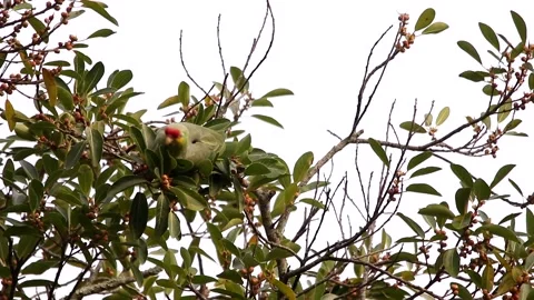 Red-lored amazon Video stock 139101136