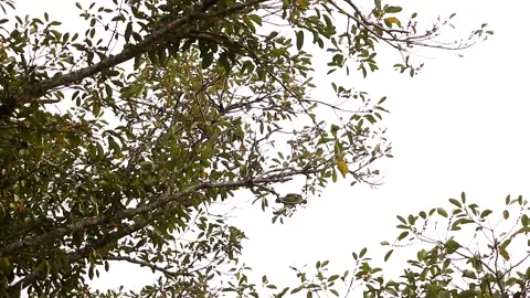 Red-lored amazon Stock-Footage 139101340