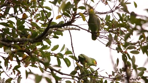 Red-lored amazon Stock-Footage 139101411
