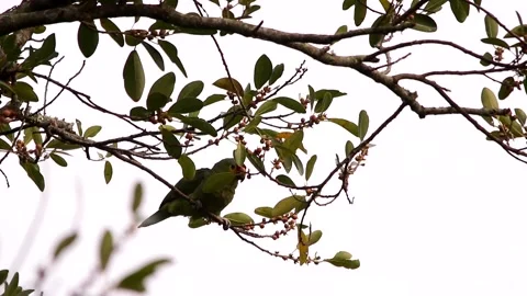 Red-lored amazon Stock-Footage 139101489