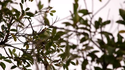 Red-lored amazon hidding behing the foliage Stock-Footage 139101367