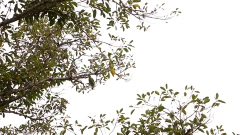 Red-lored amazon lonely in a tree Video stock 139101334