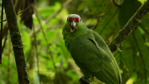 Red-lored Amazon or Red-lored Parrot - Amazona autumnalis, amazon parrot, native Stock Footage 157107308