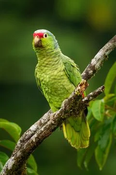 Red-lored Amazon or Red-lored Parrot - Amazona autumnalis, amazon parrot, nat Stock Photos