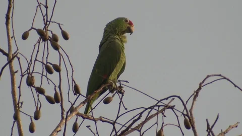 Red-lored Amazon Parrot Bird in Costa Rica Jungle Video stock 87722749