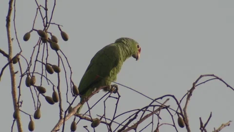 Red-lored Amazon Parrot Bird Perched in Fig Tree in Costa Rica Video stock 132842004