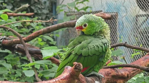 A Red-lored Amazon parrot clean its feather on the branch Stock Footage 318425773