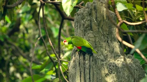 Red-lored Amazon Parrot Climbing Termite Mound at Edward Youde Aviary Hong Kong 库存影片 335365197
