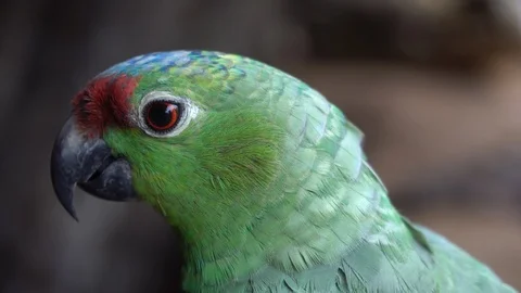 Red-Lored Amazon Parrot Close Up. Eye and Beak of Colorful Friendly Exotic Stock Footage 117352438