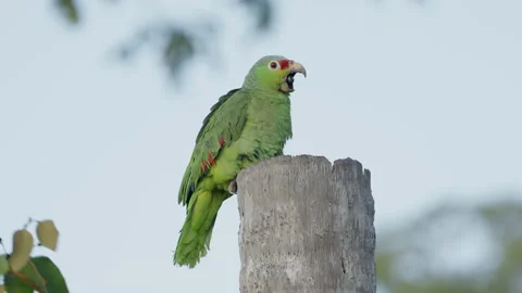 Red-lored amazon parrot perched on a tree trunk yawns Stock Footage 194437433