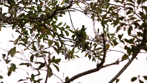 Red-lored amazon parrot resting in a tree Stock Footage 139101425