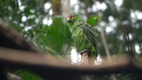 Red Lored Amazon Parrot Slowmotion, Exotic Bird on Tree Branch in Tropical Stock-Footage 128826310