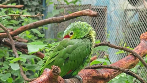 A Red-lored Amazon parrot was sleepy and blink its eys on the branch Stock Footage 318425777