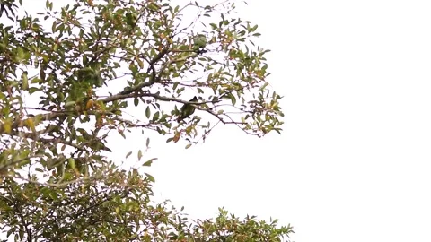 Red-lored amazon parrots playing in tree branches Vídeos de archivo 139101423