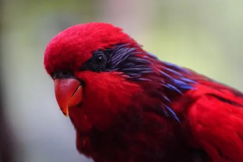 Red Lorikeet Stock Photos