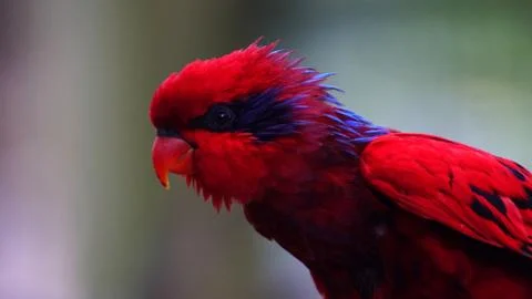 Red Lorikeet Stock Photos