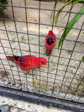 The red lory (Eos bornea) in cage Foto stock