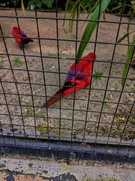 The red lory (Eos bornea) in cage Stock Photos