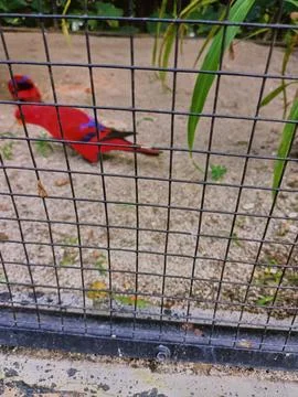 The red lory (Eos bornea) in cage Stock Photos