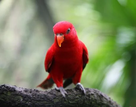 Red lory, Eos bornea cyanonothus on the tree 스톡 사진