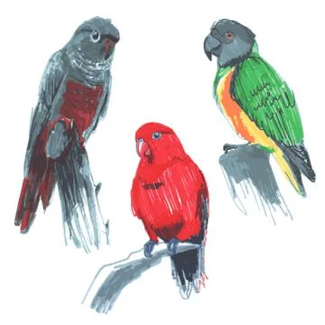 Red lory Eos bornea Senegal parrot Poicephalus senegalus green-cheeked parake Stock Illustration