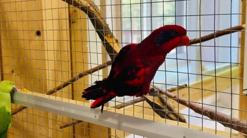 Red lory Stock Footage 346489775