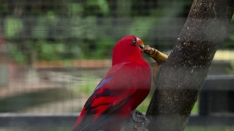 Red Lory Nuri Merah (Eos Bornea) Stock Footage 119433035