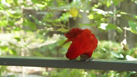 The red lory or Eos bornea perched on fence in a large botanical garden Stock Footage 253807786