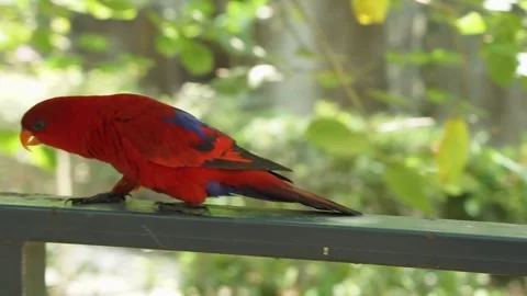 The red lory or Eos bornea perched on fence in a large botanical garden Stock Footage 253808868