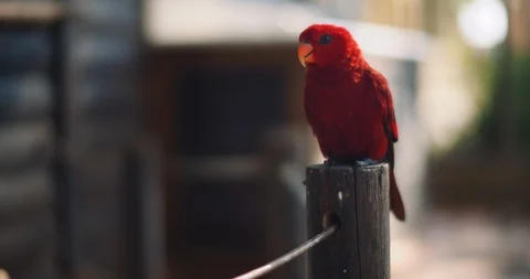 The red lory parrot (Eos bornea) sitting on a wood column. BMPCC 4K Stock Footage 125581551