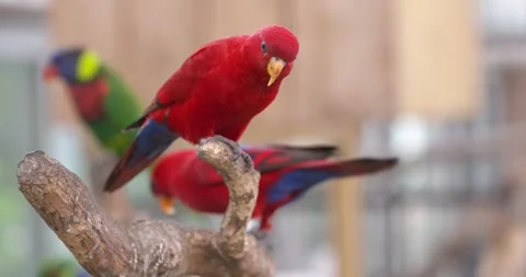 Red Lory Parrot Perched on Branch at Jeju Hwajoowon Flower Park Video stock 341547974