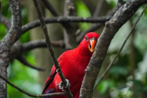Red lory parrot perches on a tree branch. Stock Photos