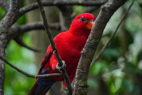 Red lory parrot perches on a tree branch. Stock Photos