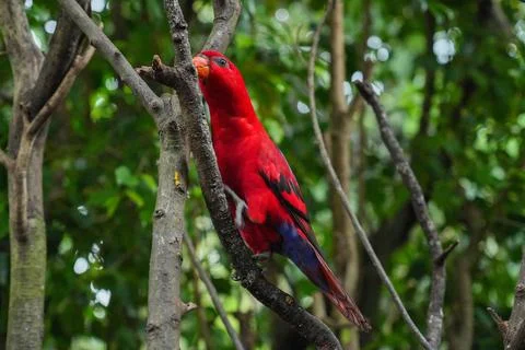 Red lory parrot perches on a tree branch. Stock Photos