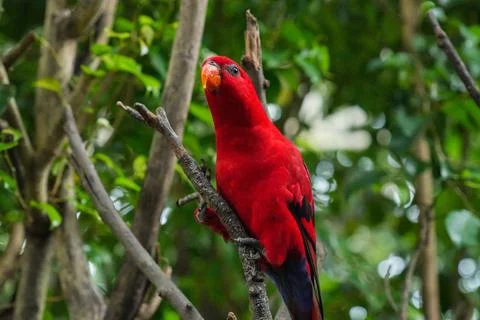 Red lory parrot perches on a tree branch. Stock Photos