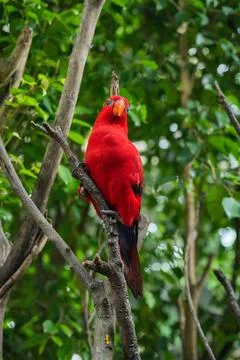 Red lory parrot perches on a tree branch. Stock Photos