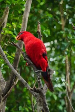 Red lory parrot perches on a tree branch. Stock Photos