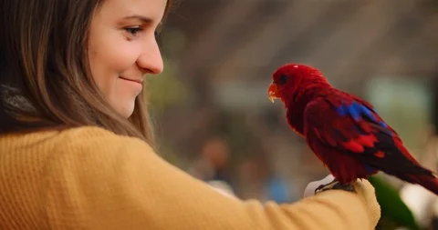 Red lory parrot sitting on a young woman's hand, slow motion. BMPCC 4K Stock Footage 125581661