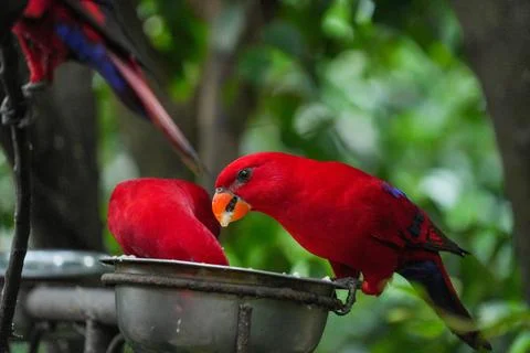 A red lory is perched on the feeder. Stock-Fotos
