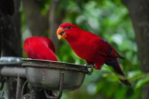 A red lory is perched on the feeder. Stock Photos