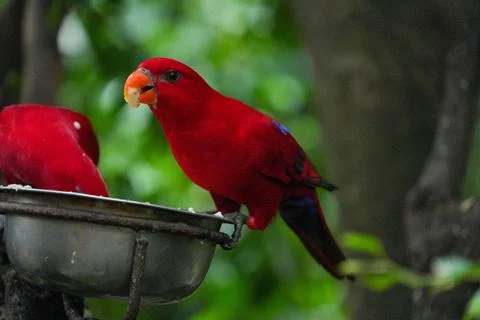 A red lory is perched on the feeder. Stock Photos