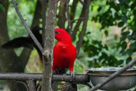 A red lory is perched on the feeder. Stock Photos