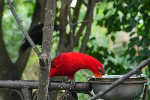 A red lory is perched on the feeder. 스톡 사진